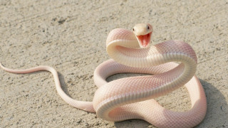 Snake mouth open tongue out 6 - its tongue free wallpaper