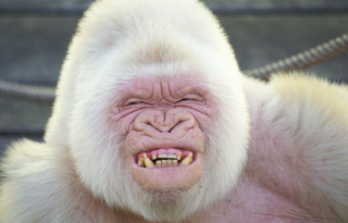 White monkey old man facial - a white beard free wallpaper