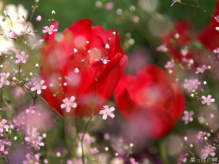 Red flowers pink flowers white 2 - impressionist free wallpaper