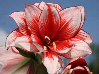 Red white flower blue sky - flower free wallpaper
