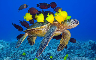 Turtle swimming ocean fish corals - a turtle swimming in the ocean free wallpaper