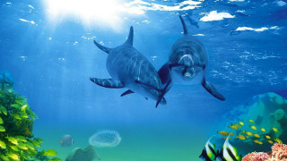 Dolphins swimming ocean jellyfish nearby - nearby free wallpaper