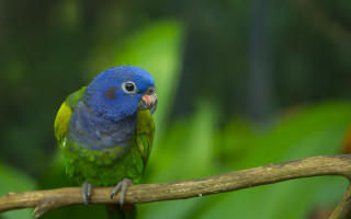 Blue green bird forest branch - chris labrooy free wallpaper
