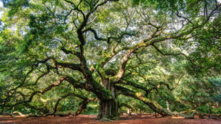 Large tree branches forest dirt - barthel bruyn free wallpaper