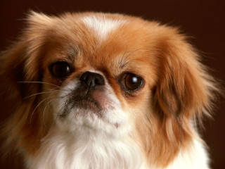 Small dog brown white face 2 - a small dog free wallpaper