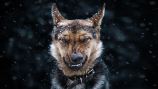 Dog collar bowtie snow snowflakes - angry free wallpaper