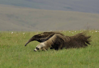Goat long horns field mountains - primitivism free wallpaper