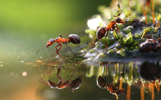 Ants walking wet surface water - craola free wallpaper