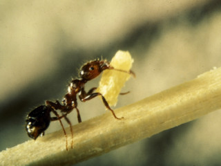 Antler ant eating fruit sunlight - a piece of fruit free wallpaper