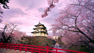 Red bridge castle cherry blossoms 4 - a red bridge free wallpaper