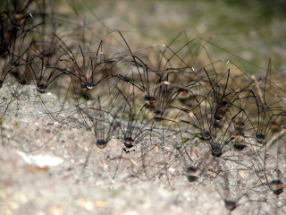 Small brown bugs rock forest - tiny free wallpaper