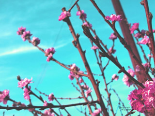 Pink flower tree blue sky 2 - impressionist free wallpaper