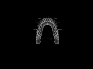 Tooth diagram labelled mouth teeth - mouth free wallpaper