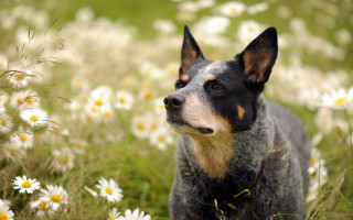 Dog standing field daisies looking - australian tonalism free wallpaper