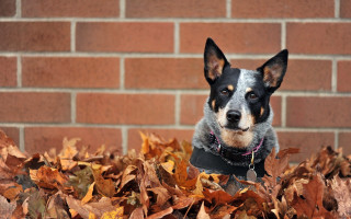 Dog sitting leaves brick wall - a pile of leaves free wallpaper