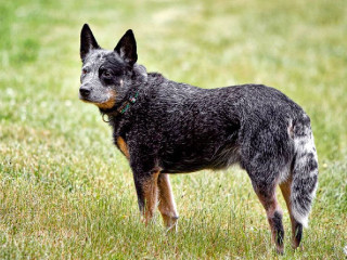 Dog standing field grass collar - a collar free wallpaper