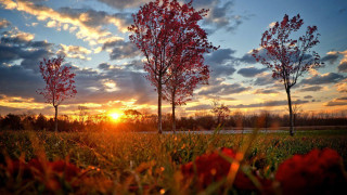 Sunset trees grass road red - arthur quartley free wallpaper