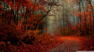Autumn forest leaves fire branch - a path free wallpaper