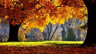 Park trees leaves bench yellow 2 - a park free wallpaper