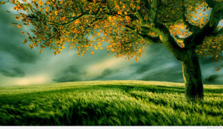 Tree field cloudy sky green - a green field free wallpaper