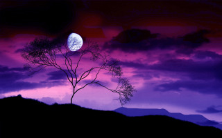 Tree white butterfly night sky - a white butterfly free wallpaper