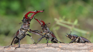 Bugs wooden log grass field - clovis trouille free wallpaper