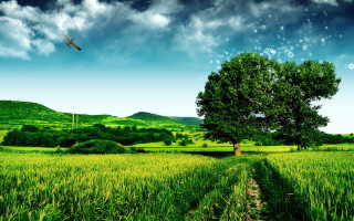 Plane over green field cloudy - overhead free wallpaper