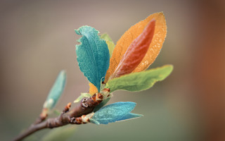 Branch leaves water drops nature - a blurry background of the leaves free wallpaper
