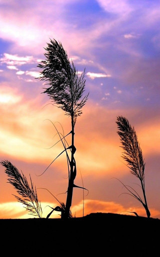 Tree sunset sky silhouette clouds - branch free wallpaper
