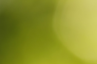 Green bird head right birds - a blurry image free wallpaper