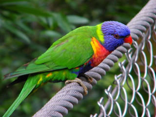 Colorful bird perched fence branch - upper body free wallpaper