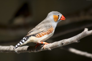 Bird perched branch tree blurry 2 - a blurry background of leaves free wallpaper
