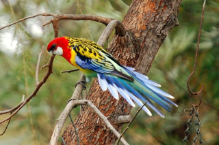 Colorful bird forest branch vibrant - vibrant colour free wallpaper