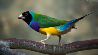 Colorful bird perched branch blurred - background of trees free wallpaper