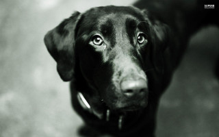 Black dog collar sad look - a black dog free wallpaper