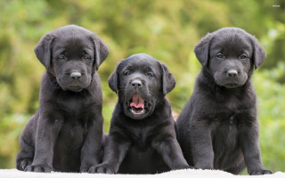 Black lab puppies tongue blurry - a blanket free wallpaper