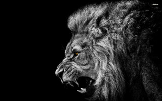 Lion mouth open teeth wide 5 - its mouth wide open free wallpaper