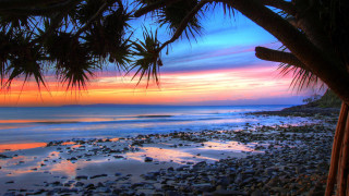 Beach palm tree sunset pink - vibrant colour free wallpaper