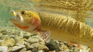 Fish swimming water rocks gravel - an illustration of free wallpaper
