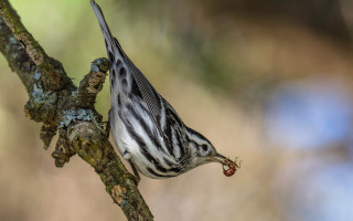 Bird eating berry tree branch - background of trees free wallpaper