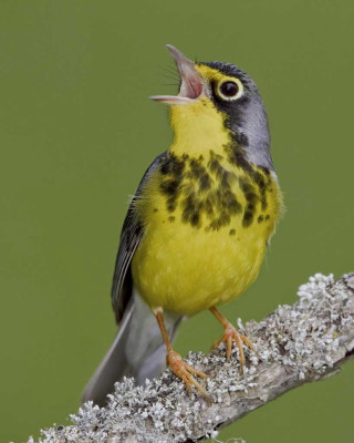 Yellow bird chica macnab green - free bird wallpaper