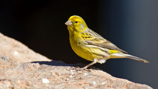 Yellow bird rock looking around - a yellow bird free wallpaper