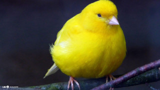 Yellow bird branch dark background - a yellow bird free wallpaper