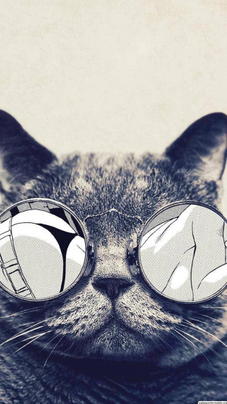 Cat glasses eyes closed surprised - its face free wallpaper