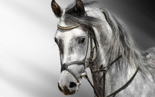 White horse black mane spot - a white horse free wallpaper