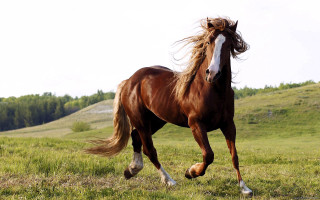 Horse running field trees sky 2 - the background and a sky background free wallpaper