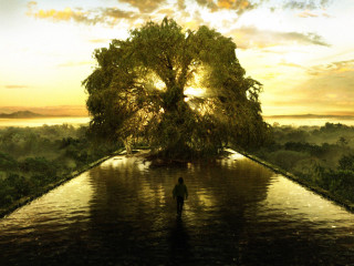Man standing water tree middle - a large body of water free wallpaper