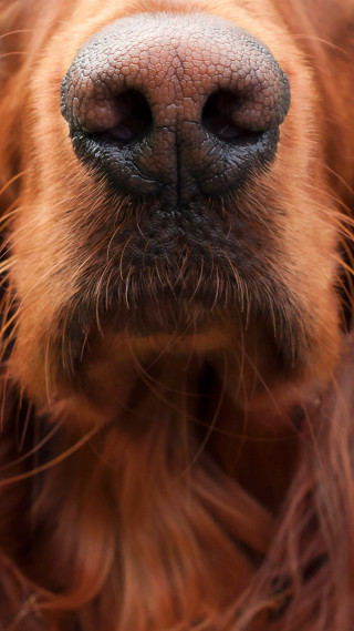 Dog nose closeup blurry background - a blurry background of grass and dirt free wallpaper