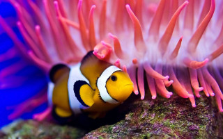 Clown fish hiding coral reef - a coral reef free wallpaper