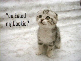 Kitten sitting snow caption image - a kitten free wallpaper